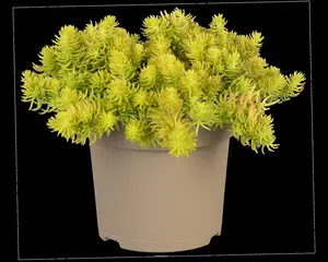 Sedum reflexum 'Yellow Cushion' - P11 - image 4