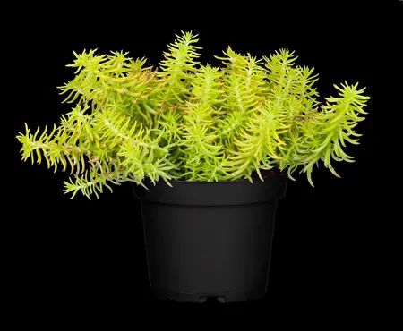 Sedum reflexum 'Yellow Cushion' - P11 - image 3