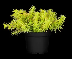 Sedum reflexum 'Yellow Cushion' - P11 - image 3