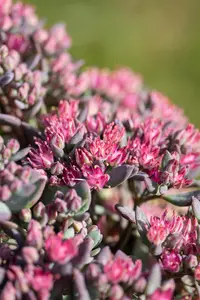 Sedum 'Robustum'
