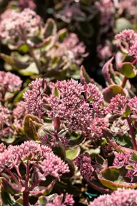 Sedum (Seduction) 'La Vie en Rose' - P11 - image 2