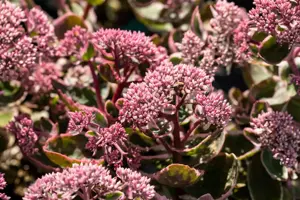 Sedum (Seduction) 'La Vie en Rose'