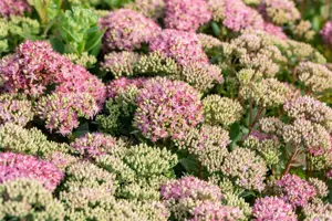 Sedum (Seduction) 'Pink Passion' - P11