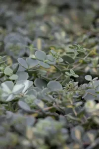 Sedum sieboldii - P11 - image 2