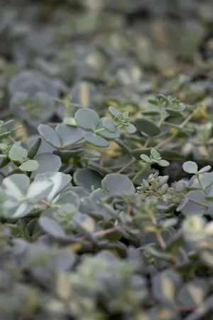 Sedum sieboldii - P9