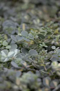 Sedum sieboldii - P9
