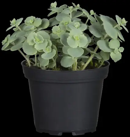 Sedum sieboldii - P11 - image 2
