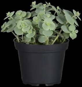 Sedum sieboldii - P11 - image 2