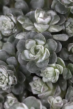 Sedum spath. 'Cape Blanco' - 1.5 Ltr pot - image 2