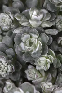Sedum spath. 'Cape Blanco' - 1.5 Ltr pot - image 2