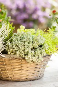 Sedum spath. 'Cape Blanco' - 1.5 Ltr pot - image 5