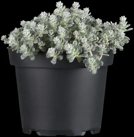 Sedum spath. 'Cape Blanco' - 1.5 Ltr pot - image 3