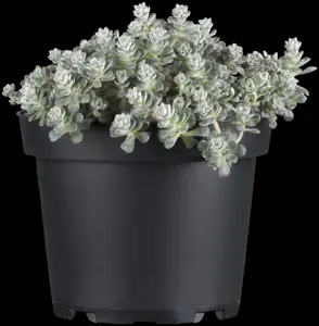 Sedum spath. 'Cape Blanco' - 1.5 Ltr pot - image 3