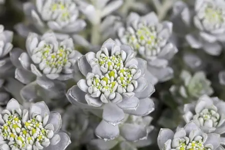 Sedum spath. 'Cape Blanco' - 1.5 Ltr pot - image 4