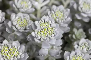 Sedum spath. 'Cape Blanco' - 1.5 Ltr pot - image 4