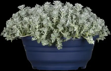 Sedum spath. 'Cape Blanco' - P11 - image 1