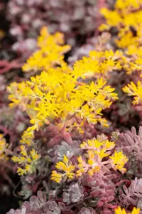 Sedum spath. 'Purpureum' - 1.5 Ltr pot - image 5