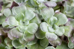Sedum spath. 'Purpureum' - 1.5 Ltr pot - image 2