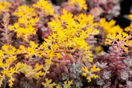 Sedum spath. 'Purpureum' - 1.5 Ltr pot - image 3