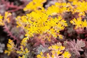 Sedum spath. 'Purpureum' - 1.5 Ltr pot - image 4