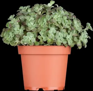 Sedum spath. 'Purpureum'