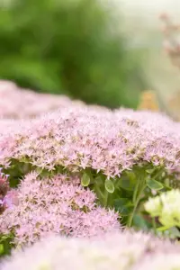 Sedum spectabile. 'Brillant' - 3 Ltr pot - image 4