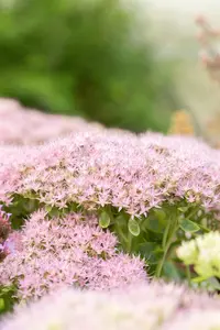 Sedum spectabile. 'Brillant' - 1.5 Ltr pot - image 4
