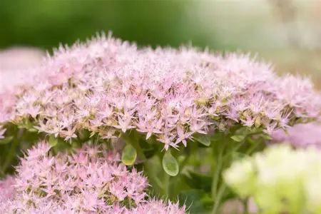 Sedum spectabile. 'Brillant' - 2 Ltr pot - image 2