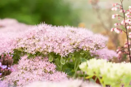 Sedum spectabile. 'Brillant' - 2 Ltr pot - image 3