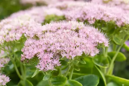 Sedum spectabile. 'Brillant' - 2 Ltr pot - image 5
