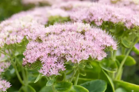 Sedum spectabile. 'Brillant' - C3.5 - image 5
