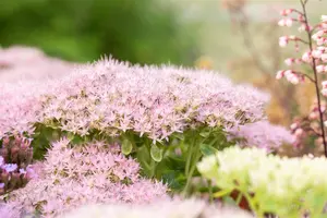 Sedum spectabile. 'Brillant' - 1.5 Ltr pot - image 3