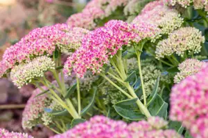 Sedum spectabile. 'Brillant'