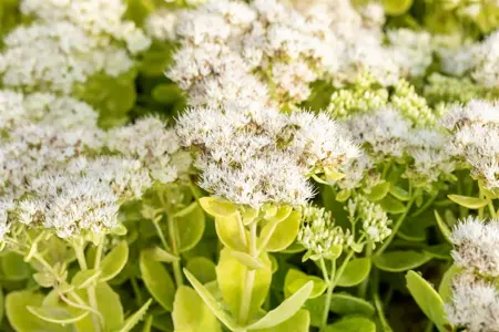 Sedum spectabile 'Stardust' - P9