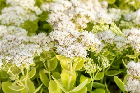 Sedum spectabile 'Stardust' - 2 Ltr pot
