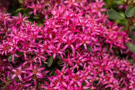 Sedum spurium - 1.5 Ltr pot - image 5