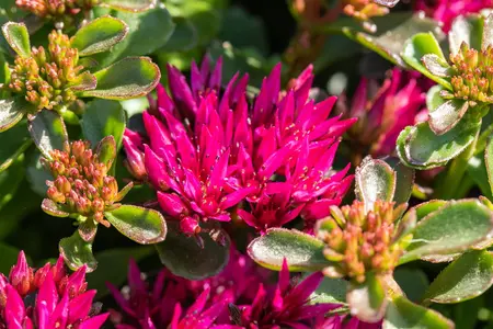 Sedum spurium - P13 - image 5