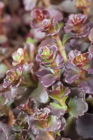 Sedum spurium 'Coccineum' - P9