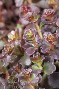 Sedum spurium 'Coccineum'