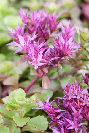 Sedum spurium 'Fuldaglut' - 2 Ltr pot - image 1