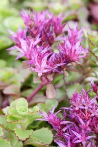 Sedum spurium 'Fuldaglut' - 2 Ltr pot - image 4
