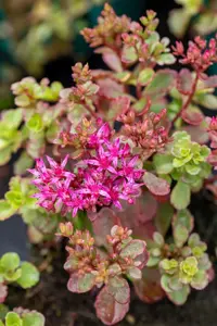 Sedum spurium 'Fuldaglut' - 2 Ltr pot - image 4