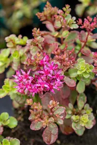 Sedum spurium 'Fuldaglut' - PLUG/CELGROWN 100 CEL TRAY - image 4
