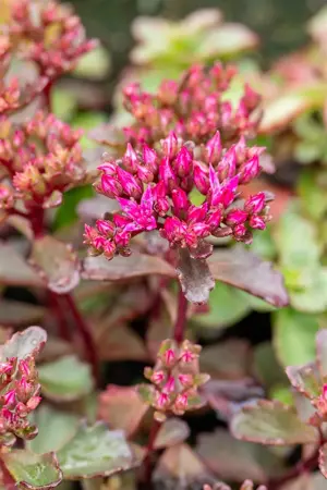 Sedum spurium 'Fuldaglut' - 2 Ltr pot - image 3