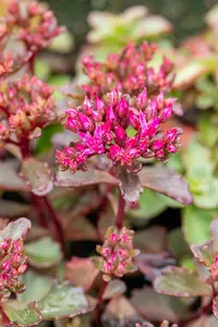 Sedum spurium 'Fuldaglut' - PLUG/CELGROWN 100 CEL TRAY - image 3