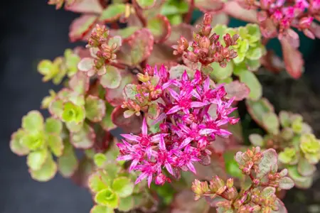 Sedum spurium 'Fuldaglut' - 2 Ltr pot - image 2