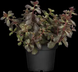 Sedum spurium 'Schorbuser Blut'