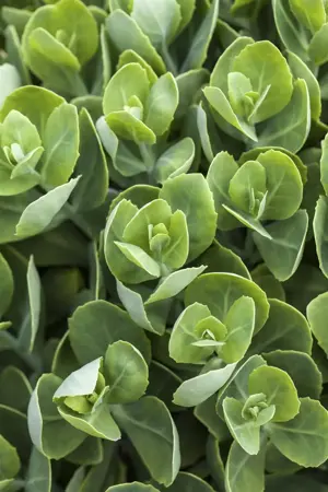 Sedum spurium 'Splendens' - P9 - image 3