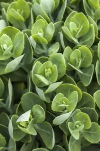 Sedum spurium 'Splendens' - P9 - image 3