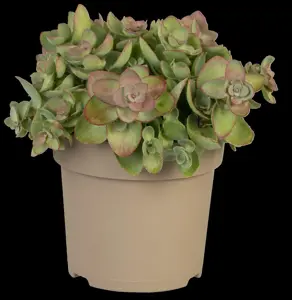 Sedum spurium 'Splendens' - P9 - image 4
